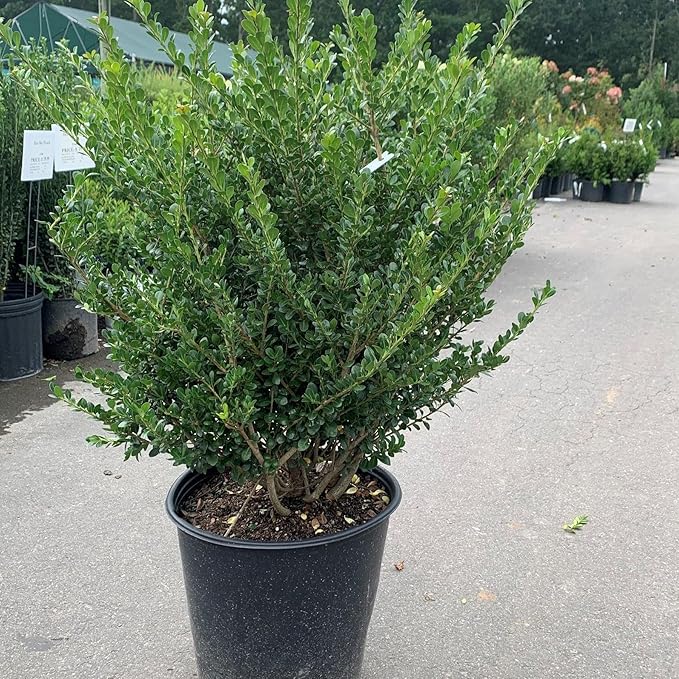 RedCrocus Compacta Japanese Holly Ilex crenata- Evergreen Shrub for Borders & Containers, Pet Safe, Deer Resistant, Low Maintenance, Fine Foliage 3 Gallon