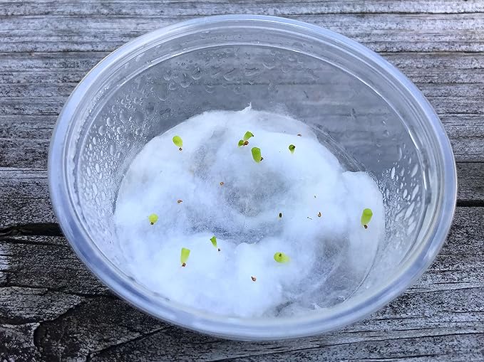 Pack of 15 Live Small Exotic One Year Old Lithops Plant Seedlings Perfect for Lithops Starter Great Terrarium Addition (Pack of 15 Seedlings + Seed Kit (25 Seeds))