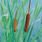 Chalily Variegated Cattail,a Great Live Pond Plant for Your Water Garden. Filters The koi and Goldfish Pond. Good for Bogs, Plant Shelf or Shallow Water This marginal Aquatic is a Real Beauty