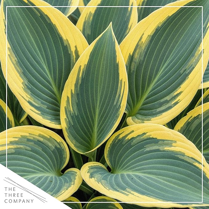 Live Perennial Hosta - First Frost (3 Plants Per Pack) Beautiful Accent Plant, 10" Tall by 4" Wide in 1 Qt Pot