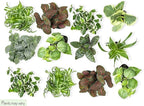 Easy to Grow Houseplants (12 Pack) Live House Plants in Plant Containers, Growers Choice Plant Set & Costa Farms Money Tree, Easy Care Indoor Plant, Live Houseplant in Ceramic Planter Pot