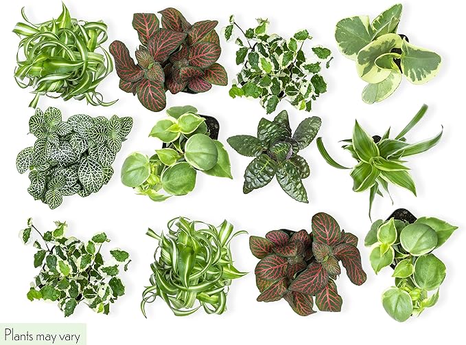 Easy to Grow Houseplants (12 Pack) Live House Plants in Plant Containers, Growers Choice Plant Set & Costa Farms Money Tree, Easy Care Indoor Plant, Live Houseplant in Ceramic Planter Pot
