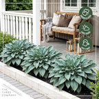 Live Perennial Hosta - Blue Cadet (3 Plants Per Pack) Beautiful Accent Plant, 10" Tall by 4" Wide in 1 Qt Pot