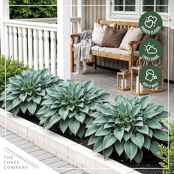 Live Perennial Hosta - Blue Cadet (3 Plants Per Pack) Beautiful Accent Plant, 10" Tall by 4" Wide in 1 Qt Pot