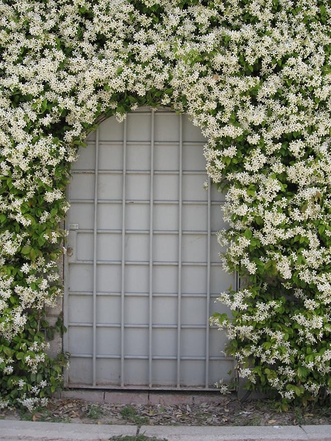 American Plant Exchange Live Confederate Jasmine Plant with Fragrant White Flowers, Star Jasmine Plant, Plant Pot for Home and Garden Decor, 10" Pot