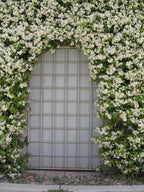 American Plant Exchange Live Confederate Jasmine Plant with Fragrant White Flowers, Star Jasmine Plant, Plant Pot for Home and Garden Decor, 10" Pot