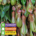 Miranda Carnivorous Pitcher Plant - Nepenthes Miranda - Wellspring Gardens Starter Plant - Unique & Exotic Tropical for Indoor/Outdoor Growing & Planting - Easy to Grow, Great for Nature (2-Pack)
