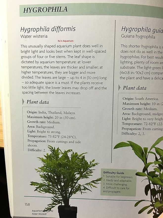 3 Water Wisteria (Hygrophila Difformis), Live Aquarium/Aquatic/Stem Plant by G&Z