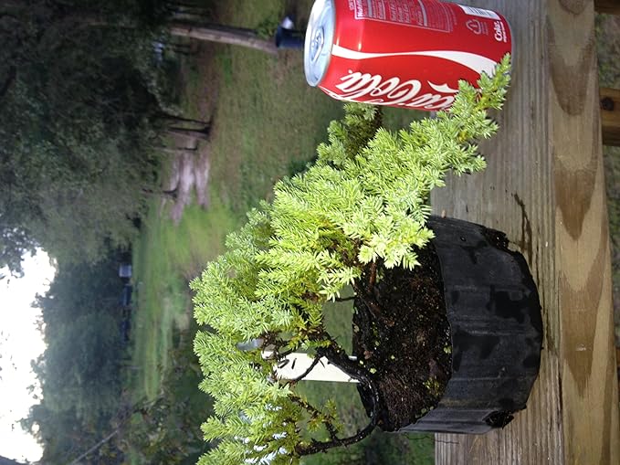 Bonsaiboy Pre Bonsai Juniper Bonsai Tree-Small (Juniper Procumbens nana)