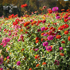 Zinnia Seeds California Giants Package of 10,000 Wildflower Seeds - Wild Flower Seeds Large Bright Blooms, Pure Non-GMO Flower Seeds for Planting, Neonicotinide Free
