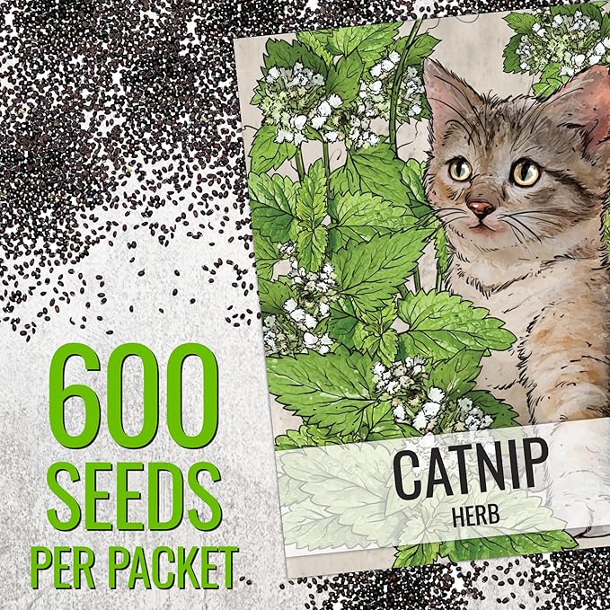 Seed Needs Catnip Seeds for Planting Nepeta cataria - Non-GMO Heirloom & Untreated Herb Seed to Plant & Grow an Outdoor Home Grown Garden (20 Packs)