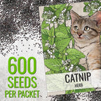 Seed Needs Catnip Seeds for Planting Nepeta cataria - Non-GMO Heirloom & Untreated Herb Seed to Plant & Grow an Outdoor Home Grown Garden (20 Packs)