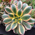 Aeonium Sunburst Succulent Rare Tri-Color Rosette – Variegated Live Plant in 4" Pot, Easy Care Drought-Tolerant Succulent, Indoor/Outdoor Patio Plant, Colorful Variegated Aeonium