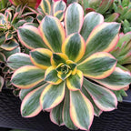 Aeonium Sunburst Succulent Rare Tri-Color Rosette – Variegated Live Plant in 4" Pot, Easy Care Drought-Tolerant Succulent, Indoor/Outdoor Patio Plant, Colorful Variegated Aeonium