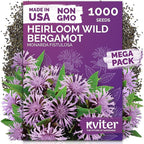 KVITER 1,000 Wild Bergamot Seeds for Planting (Monarda fistulosa) – Bee Balm Native Wildflower, Pollinator Magnet, Organic & Non GMO – Perennial Flower Seeds to Plant Outside in Flower/Herb Garden