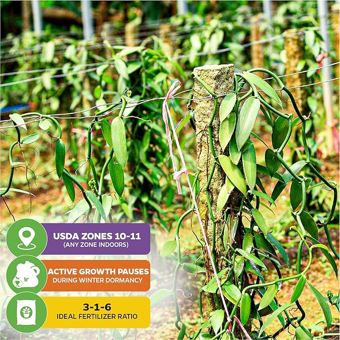 Vanilla Bean Orchid Live Plant (3-Pack) - Vanilla planifolia by Wellspring Gardens - Fragrant Vanilla Beans, Versatile Vine, Tropical Elegance, Aromatic Treasure - Vanilla Bean Starter Plant