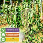 Vanilla Bean Orchid Live Plant (2-Pack) - Vanilla planifolia by Wellspring Gardens - Fragrant Vanilla Beans, Versatile Vine, Tropical Elegance, Aromatic Treasure - Vanilla Bean Starter Plant
