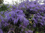 Purple Queens Wreath, Sandpaper, Bluebird Vine - Petrea volubilis - Live Plant - Lavender Flower - 8 to 12 Inches Tall - 4 Inch Pot