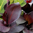 Chalily Canna ‘Australia’, a Great Live Pond Plant for Your Water Garden. Filters The koi and Goldfish Pond. Good for Bogs, Plant Shelf or Shallow Water This marginal Aquatic is a Real Beauty