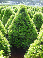 Live Plant from Green Promise Farms - Buxus Cranberry Creek (Boxwood), #2 Gallon Size Container, Evergreen