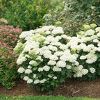 Proven Winners Invincibelle Wee White 2.0 Smooth Hydrangea (arborescens) Live Plant, 4.5" Qt, 4 Pack