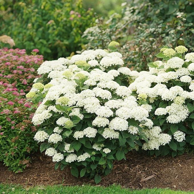 Proven Winners Invincibelle Wee White 2.0 Smooth Hydrangea (arborescens) Live Plant, 4.5" Qt, 4 Pack
