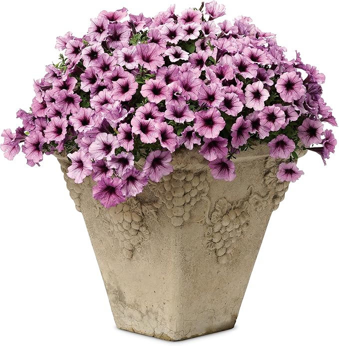 Proven Winners® Petunia Plant - Supertunia Bordeaux - 4 Pack - Annual Flower for Spring & Summer Blooms - 6" Tall x 6" Wide, 1.56 Pt Pot