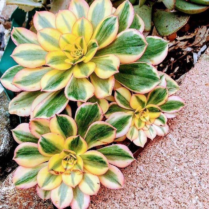 Aeonium Sunburst Succulent Rare Tri-Color Rosette – Variegated Live Plant in 4" Pot, Easy Care Drought-Tolerant Succulent, Indoor/Outdoor Patio Plant, Colorful Variegated Aeonium