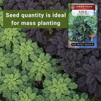 Sow Right Seeds - Bulk Mixed Kale Seeds for Planting - 4 Grams, 1200 Seeds - Non-GMO Heirloom Jumbo Packet to Plant Home Vegetable Garden - Grow Loads of Healthy Kale - Variety of Colors and Textures