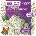KVITER 7000 White Yarrow Seeds for Planting (Achillea Millefolium) — Perennial Flower Seeds to Plant Outside, Heirloom & Organic — Native Wildflower Seed for Herb Garden, Beds, Containers & Meadows