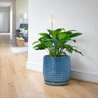 D'vine Dev 8 Inch Ceramic Beaded Stoneware Planter Pot - Flower Pot with Drainage Holes and Saucers for Indoor Succulent Plants or Flowers, Ocean Teal, 27-C-Q-8