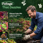 SVI 1200 Rainbow Coleus Seeds (Plectranthus Scutellarioides) - Painted Nettle Garden Seed Packets, Colorful Foliage Mix, Shade Tolerant - Annual Flower Seeds for Indoor & Outdoor Garden and Borders