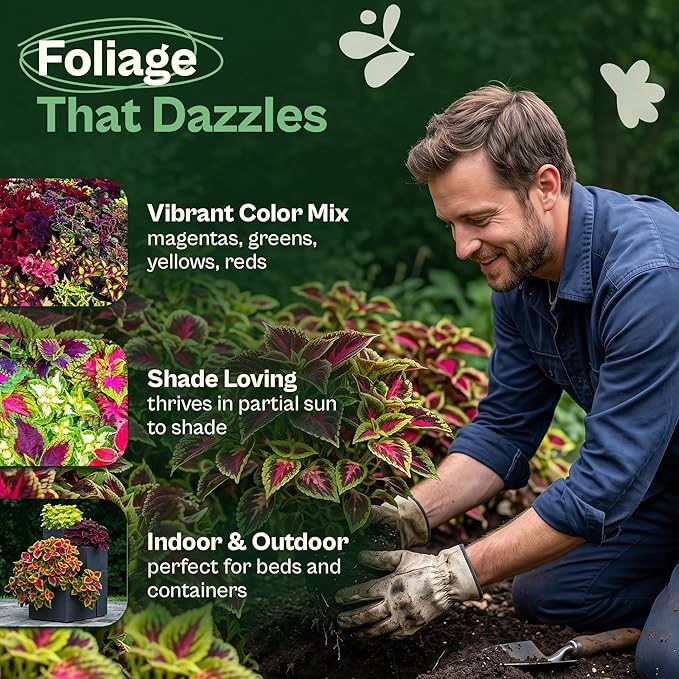 SVI 1200 Rainbow Coleus Seeds (Plectranthus Scutellarioides) - Painted Nettle Garden Seed Packets, Colorful Foliage Mix, Shade Tolerant - Annual Flower Seeds for Indoor & Outdoor Garden and Borders
