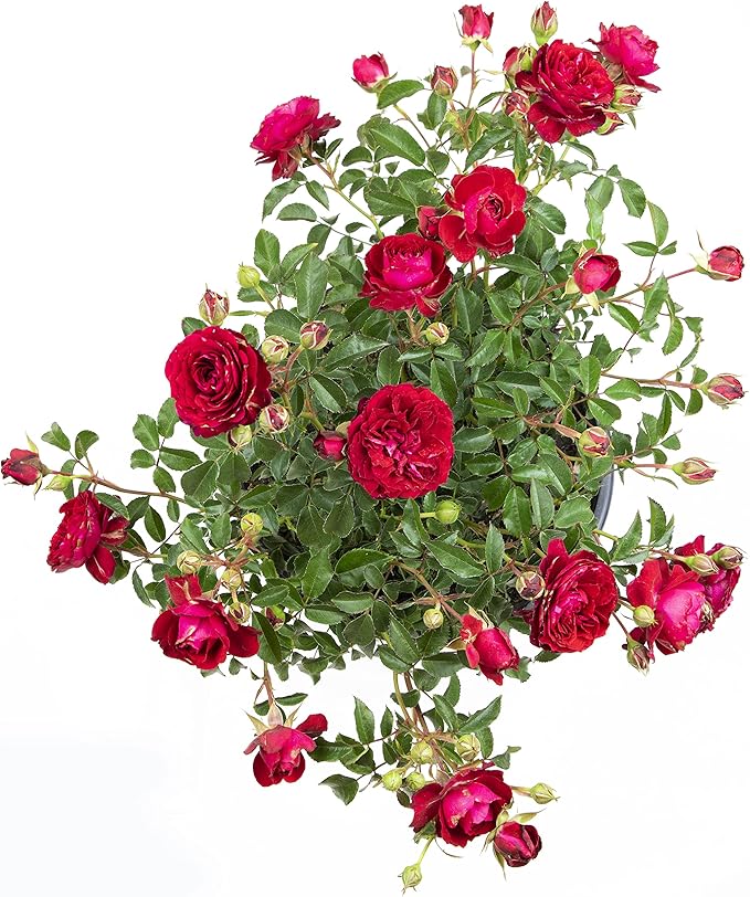 Fresh Roses for Delivery Prime, Red Roses Live Rose Bush Plants, Indoor Rose Plant Lover Gifts, Fresh Flowers for Delivery Prime, Potted Rose Plant Live Plants, Outdoor Plants Live by Plants for Pets