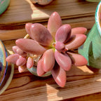 Live Succulents Plants Pachyveria Sugar Beauty 2 inches,Rare red Succulents Bare Root Without Pot Soil, Live Plants Indoor Office Decoration Wedding and Gift