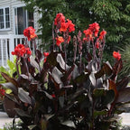 Chalily Canna ‘Australia’, a Great Live Pond Plant for Your Water Garden. Filters The koi and Goldfish Pond. Good for Bogs, Plant Shelf or Shallow Water This marginal Aquatic is a Real Beauty