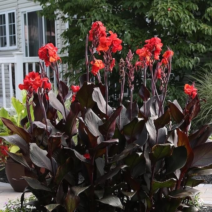 Chalily Canna ‘Australia’, a Great Live Pond Plant for Your Water Garden. Filters The koi and Goldfish Pond. Good for Bogs, Plant Shelf or Shallow Water This marginal Aquatic is a Real Beauty