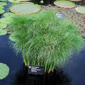 Chalily Dwarf Giant Papyrus, a Great Live Pond Plant for Your Water Garden. Filters koi and Goldfish Ponds. Good for Bogs, Plant Shelf or Shallow Water This marginal Aquatic is a Real Beauty