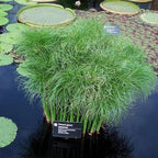Chalily Dwarf Giant Papyrus, a Great Live Pond Plant for Your Water Garden. Filters koi and Goldfish Ponds. Good for Bogs, Plant Shelf or Shallow Water This marginal Aquatic is a Real Beauty