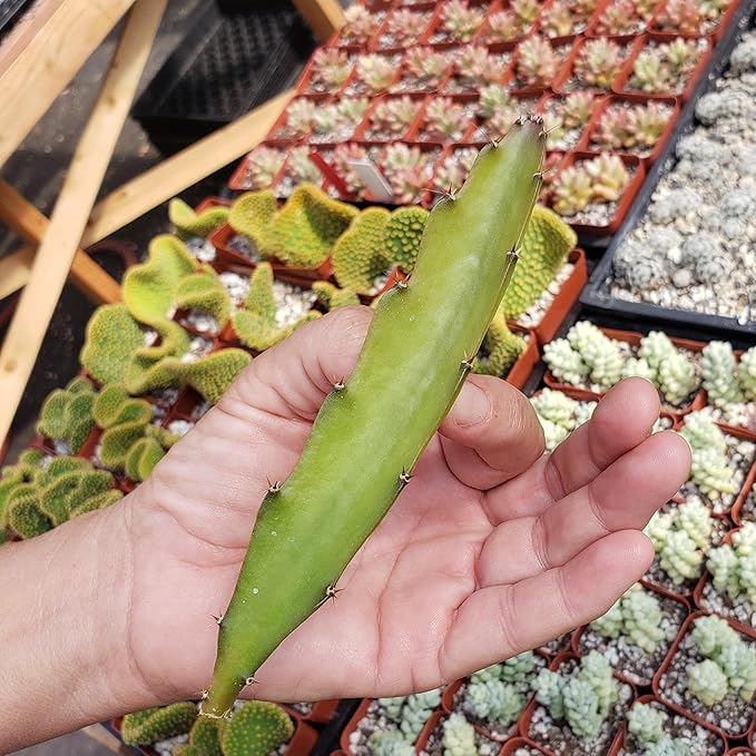 Hylocereus undatus Pitahaya Dragon Fruit Cutting Cacti Cactus Succulent Real Live Plant