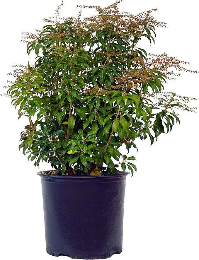 Green Promise Farms PIERIS Japonica (Dorothy Wycoff Andromeda) Evergreen, 3-Size Container, Pink Blossoms