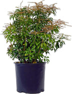 Green Promise Farms PIERIS Japonica (Dorothy Wycoff Andromeda) Evergreen, 3-Size Container, Pink Blossoms