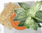 Real Philodendron Plant Variety Pack (Includes 4 Live Plants) in 4.25" Grower Pots, Easy to Grow Air Purifying Philodendrons, Seasonal Surprise Box, Easy & Popular Houseplants by Plants for Pets