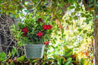 Tropical Plants of Florida Red Dipladenia Hanging Basket 12 Inch Live Flowering Plant, 14 Inch Wide by 18 Inch Tall, Vibrant Red Patio Porch Balcony Blooms
