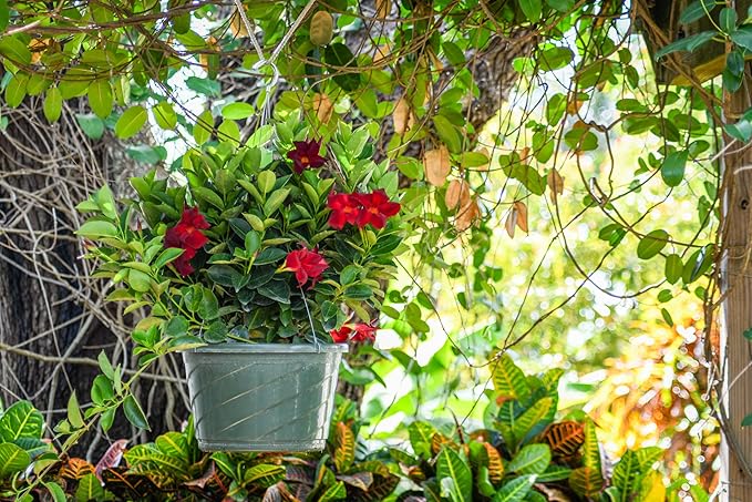 Tropical Plants of Florida Red Dipladenia Hanging Basket 12 Inch Live Flowering Plant, 14 Inch Wide by 18 Inch Tall, Vibrant Red Patio Porch Balcony Blooms