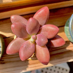 Live Succulents Plants Pachyveria Sugar Beauty 2 inches,Rare red Succulents Bare Root Without Pot Soil, Live Plants Indoor Office Decoration Wedding and Gift