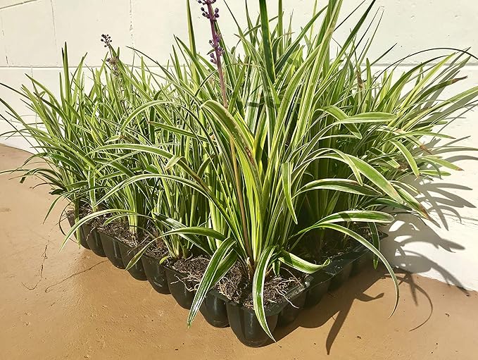 18 Pack - Liriope 'Variegated' Grass
