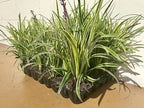 18 Pack - Liriope 'Variegated' Grass