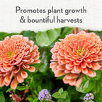 Whitney Farms Organic & Natural All Purpose Plant Food 9-2-6 - Fertilizer for Vegetable Garden, Flower Garden, In-Ground, Raised Bed, & Container Vegetables, Flowers, Fruits, and Herbs, 4 lb.