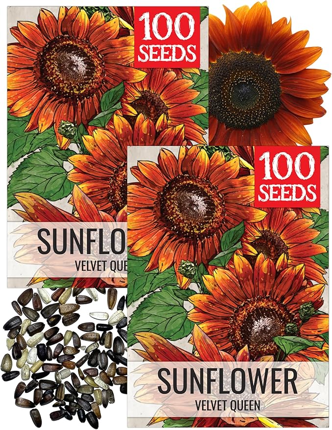 Seed Needs Sunflower Seeds for Planting Velvet Queen Sunflowers - Heirloom & Open Pollinated Flower Seed to Plant an Outdoor Butterfly Garden (2 Packs)